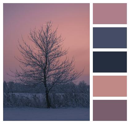 Sunset Winter A Tree Image
